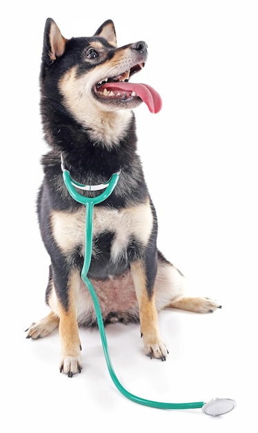 Siba inu with stethoscope isolated on white