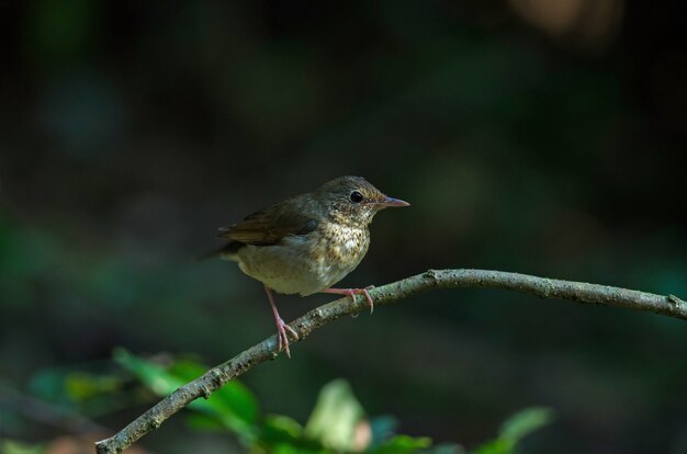 시베리아 블루 로빈 (Luscinia cyane)