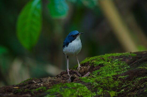 Photo siberian blue robin (luscinia cyane)