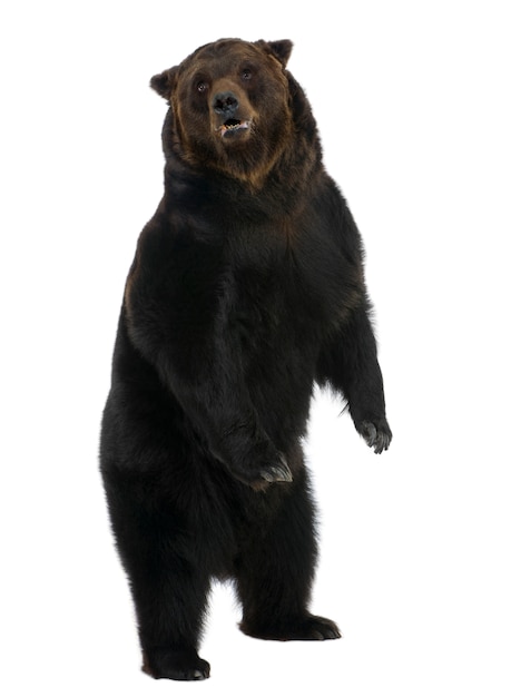 Siberian Brown Bear, standing