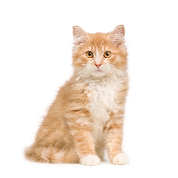 Siberian cat (12 weeks)