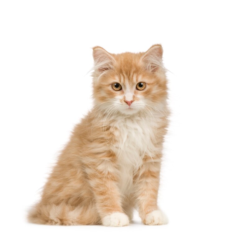 Photo siberian cat (12 weeks)