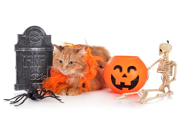 Siberian cat in front of white background