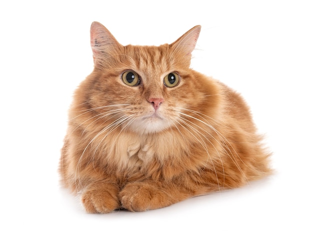 Siberian cat in front of white background