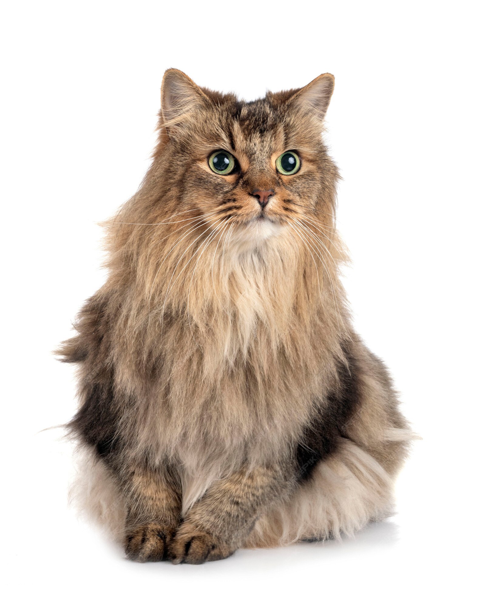 File:Siberian Cat Close.jpg - Wikipedia