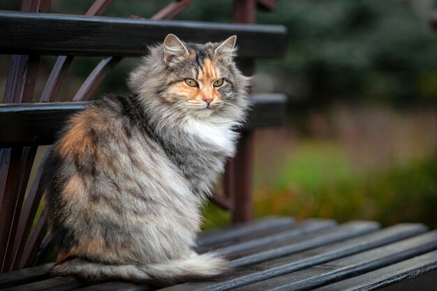 Сибирский кот сидит на скамейке в саду...