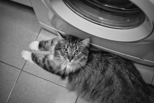 Siberian cat looking towards the camera in his favorite place in the house Black and White Photo