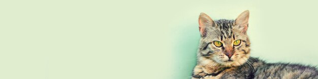 Foto gatto siberiano sdraiato su uno sfondo verde chiaro stendardo orizzontale