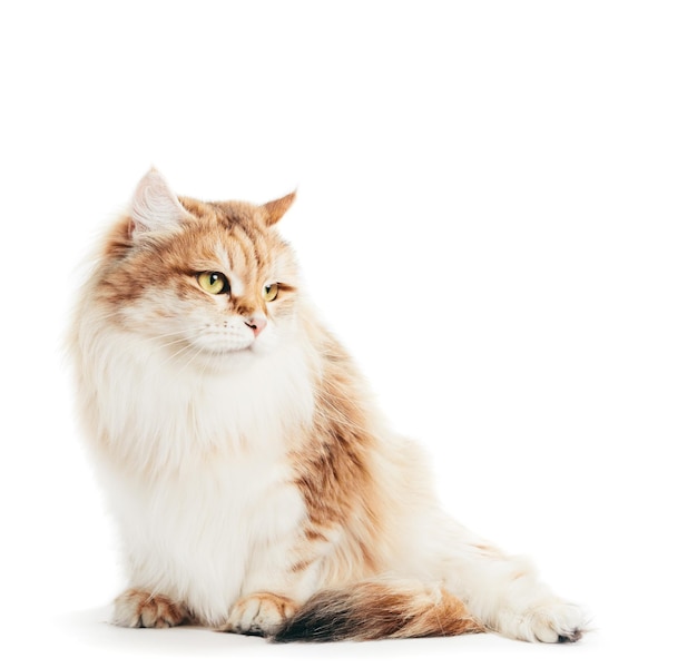 Siberian cat portrait on white background Purebred red color type fluffy fur