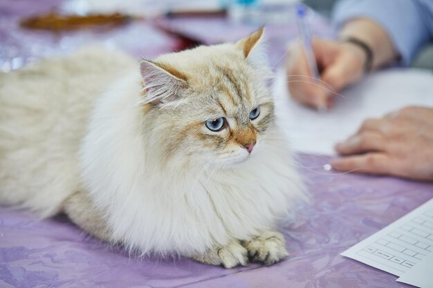 Siberian cat sits with its paws folded on the table