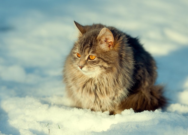 Siberian cat sitting in the snow