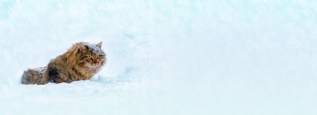 Siberian cat walking in deep snow during snowfall Horizontal banner