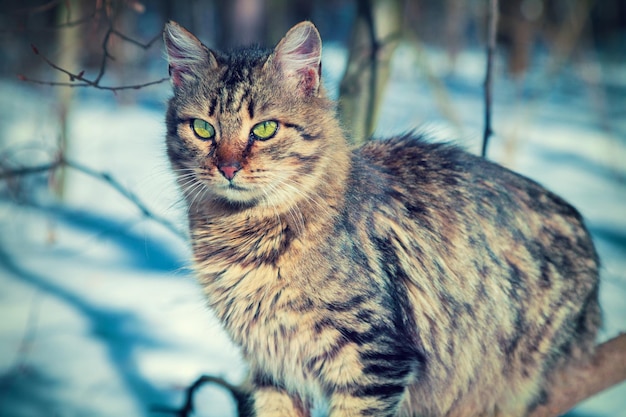 Siberian cat walking in the snow