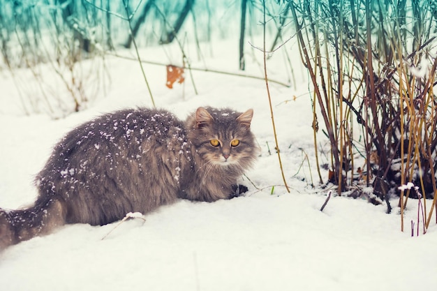 Siberian cat walking in the snowy forest