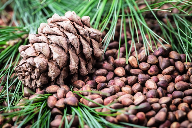 Siberian Cedar pine cone with nuts and green coniferous branches