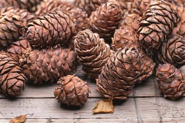 Siberian cedar pine cones on the table