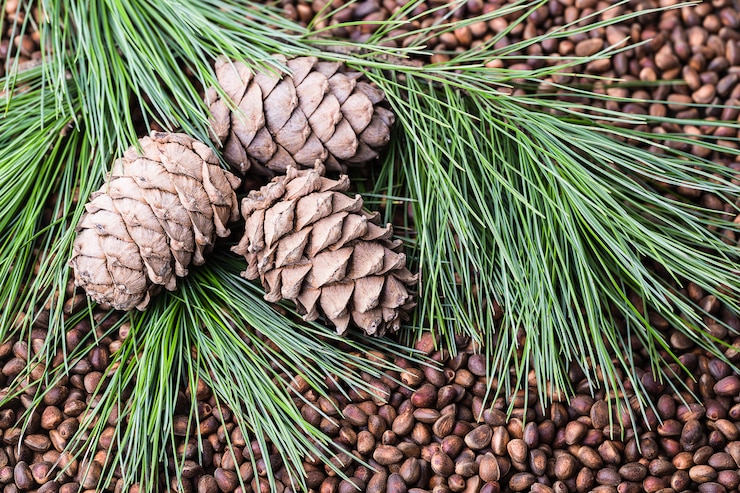 Photo siberian cedar pine nuts with cones and green coniferous branches.
