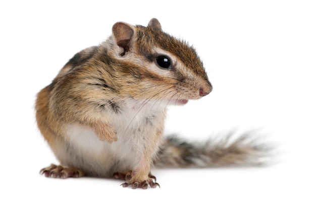 Siberian chipmunk, Euamias sibiricus, sitting on white isolated