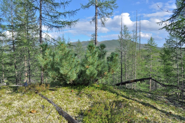 Siberian dwarf pine in deciduous taiga Yakutia
