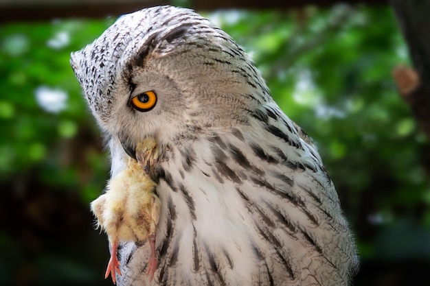 Siberian Eagle Owl with prey in the beak Bubo bubo sibiricus the biggest owl in the world