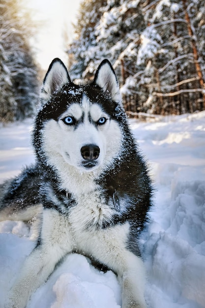 눈 위의 시베리안 하스키 개와 주위를 둘러보는 고품질 사진 겨울 허스키 개