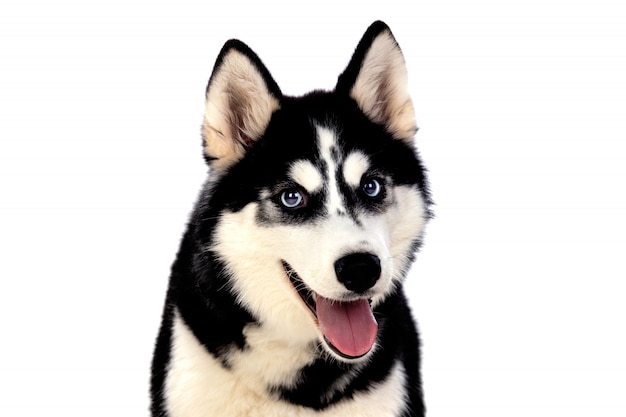 Siberian Huskie with blue eyes