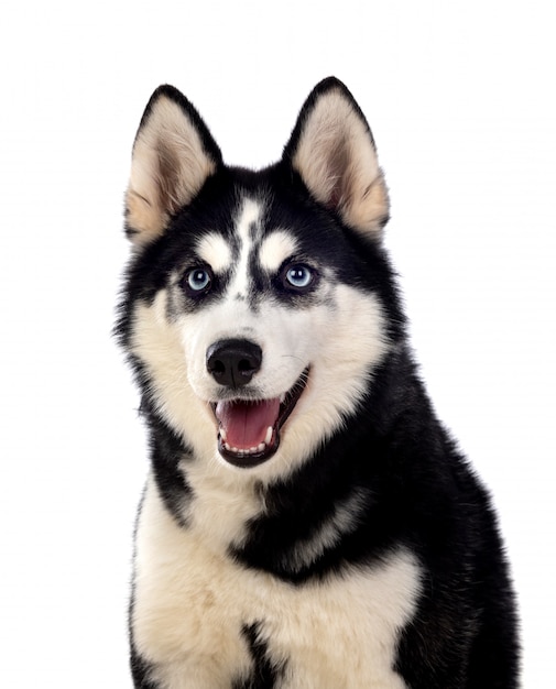 Siberian Huskie with blue eyes