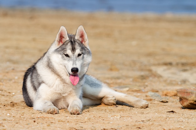 Siberian Huskies on a beach