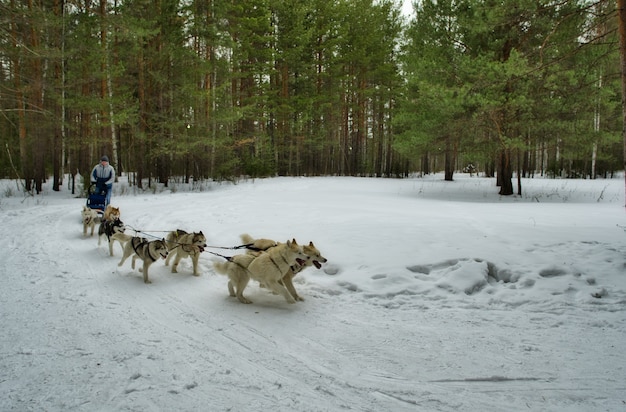 Photo siberian huskies. the man stands behind on a sleigh and controls a dog sled. dog running.