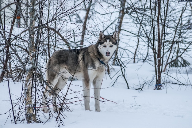 Photo siberian huskies norway dogs