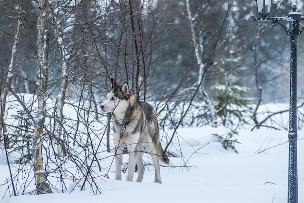 シベリアのハスキーノルウェーの犬