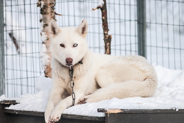 シベリアのハスキーノルウェーの犬