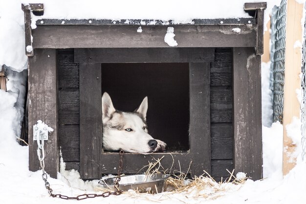 シベリアのハスキーノルウェーの犬