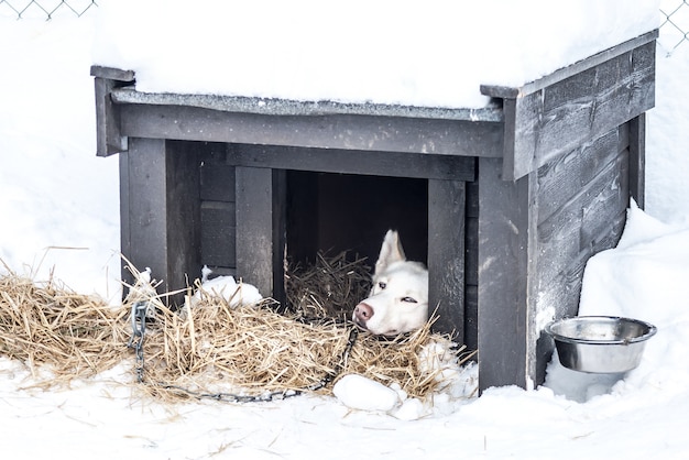 Photo siberian huskies norway dogs