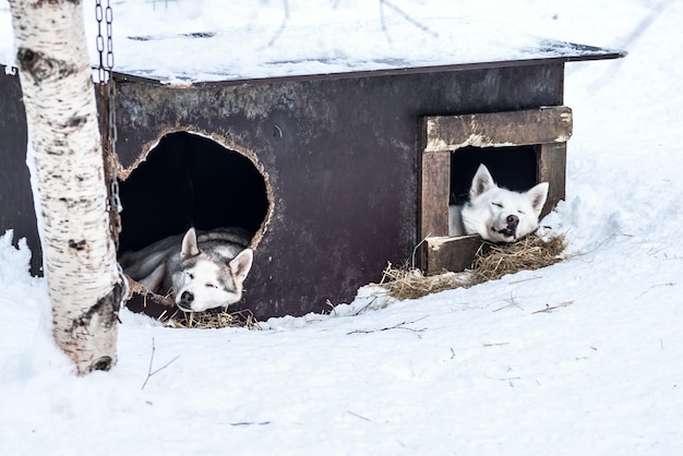 シベリアのハスキーノルウェーの犬