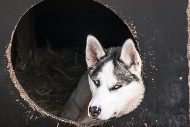 Siberian huskies Norway dogs