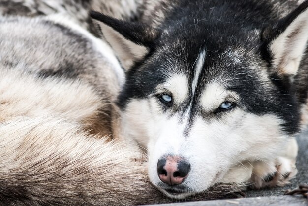 シベリアのハスキーノルウェーの犬