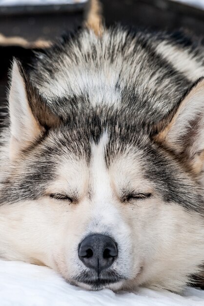 Husky siberiani cani della norvegia