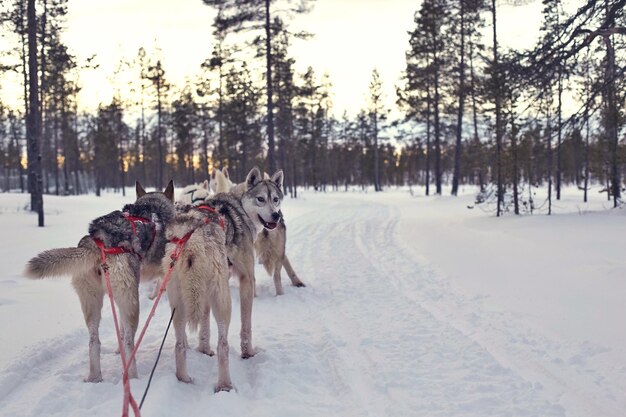 Photo siberian huskies on snow covered field