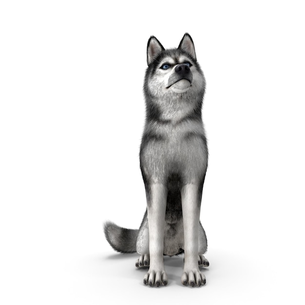 Сибирский хаски 3D-моделирование JPEG-файла Реалистичная домашняя собака
