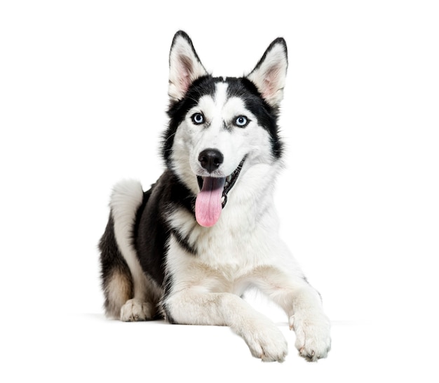 Siberian husky, 6 mesi, sdraiato davanti a uno sfondo bianco