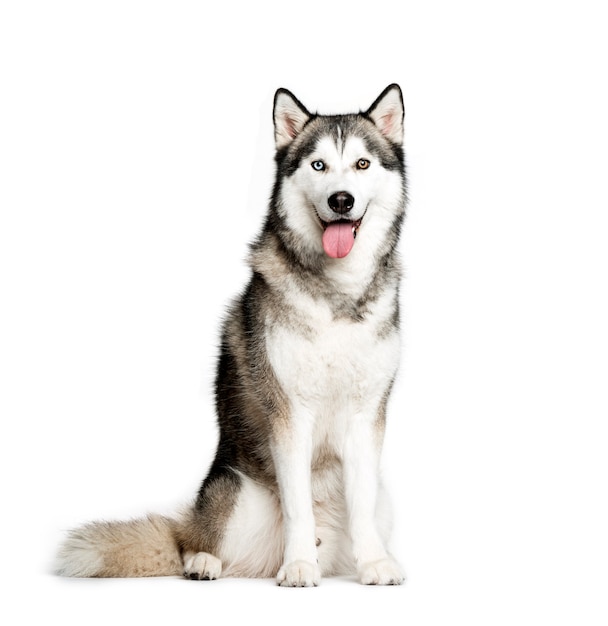 Siberian Husky, 9 months old, sitting in front of white background