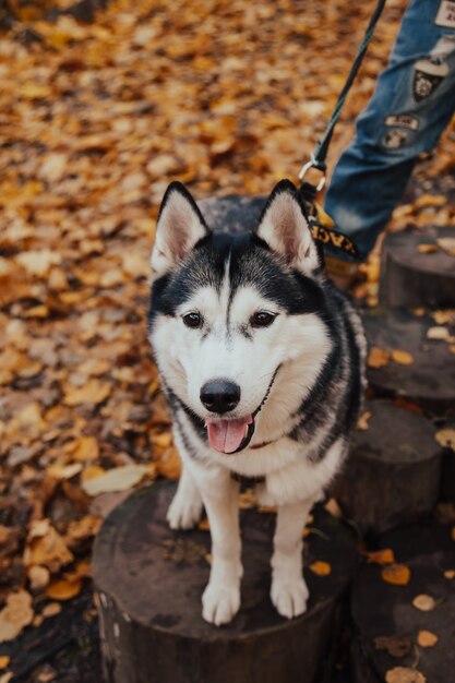 秋の公園のシベリアンハスキー。幸せな犬