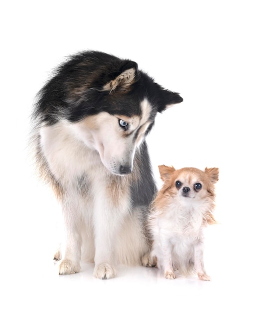 Siberian husky and chihuahua in studio