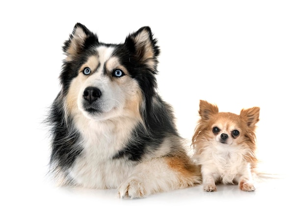 Siberian husky and chihuahua in studio