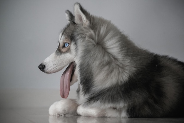 Siberian husky dog ââlooks cute