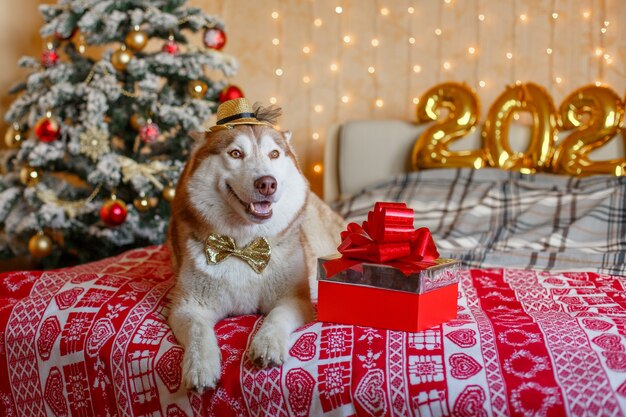 Siberian husky dog in the bedroom near the Christmas tree New year