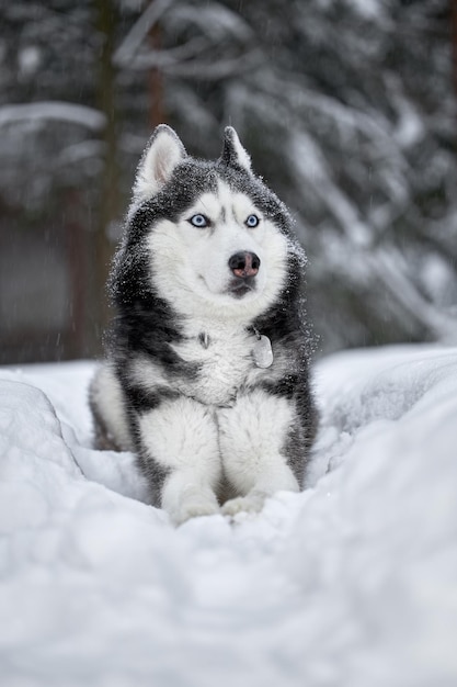 Siberian Husky dog black and white colour with blue eyes in winter forest.