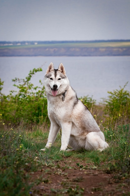 Photo siberian husky dog. bright green trees and grass are on the background. husky is sitting on the grass. portrait of a siberian husky close up.