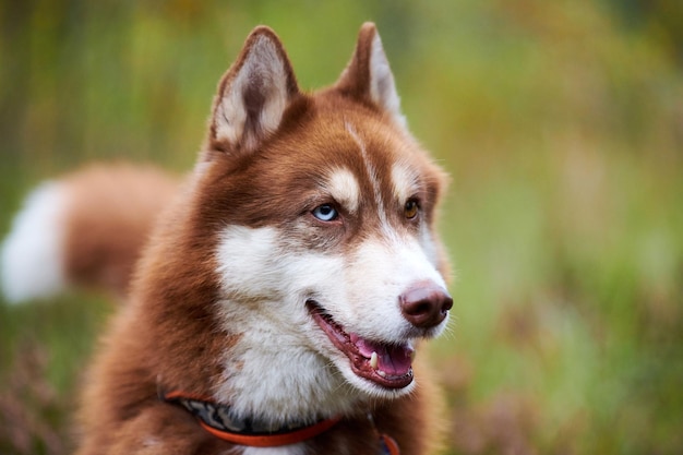 口を開けて、ぼやけた森の背景と首輪のシベリアンハスキー犬。生姜と白い毛色のシベリアンハスキーの肖像画、そり犬の品種。屋外を歩くハスキー犬のクローズアップ